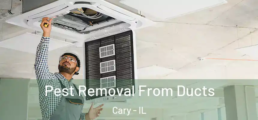 Pest Removal From Ducts Cary - IL